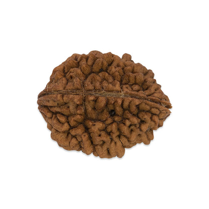 Single Rudraksha Beads