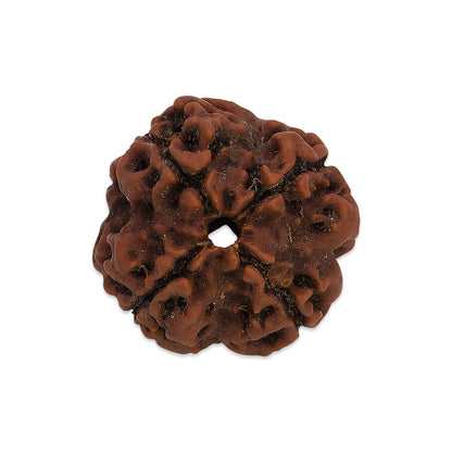 Single Rudraksha Beads