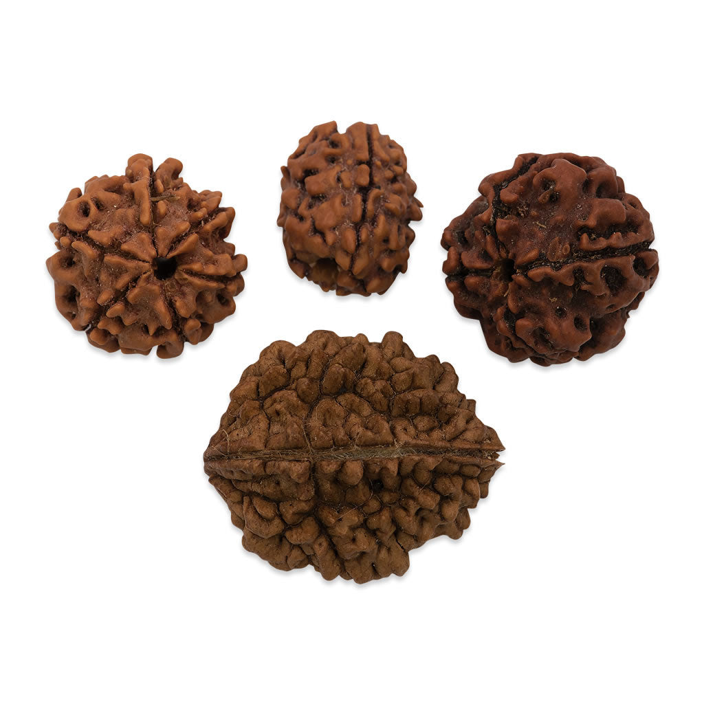 Single Rudraksha Beads - The Amma Shop